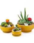 Mustard Crystal Succulent Garden - Green Fresh Florals + Plants
