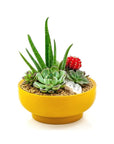 Mustard Crystal Succulent Garden - Green Fresh Florals + Plants