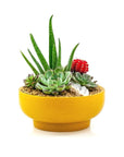 Mustard Crystal Succulent Garden - Green Fresh Florals + Plants