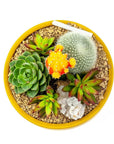 Mustard Crystal Succulent Garden - Green Fresh Florals + Plants