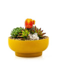 Mustard Crystal Succulent Garden - Green Fresh Florals + Plants
