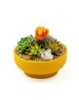 Mustard Crystal Succulent Garden - Green Fresh Florals + Plants