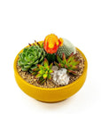 Mustard Crystal Succulent Garden - Green Fresh Florals + Plants