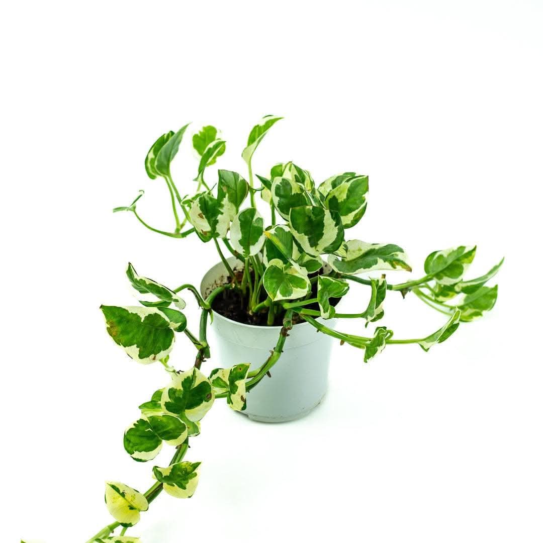 N' Joy Pothos - Green Fresh Florals + Plants