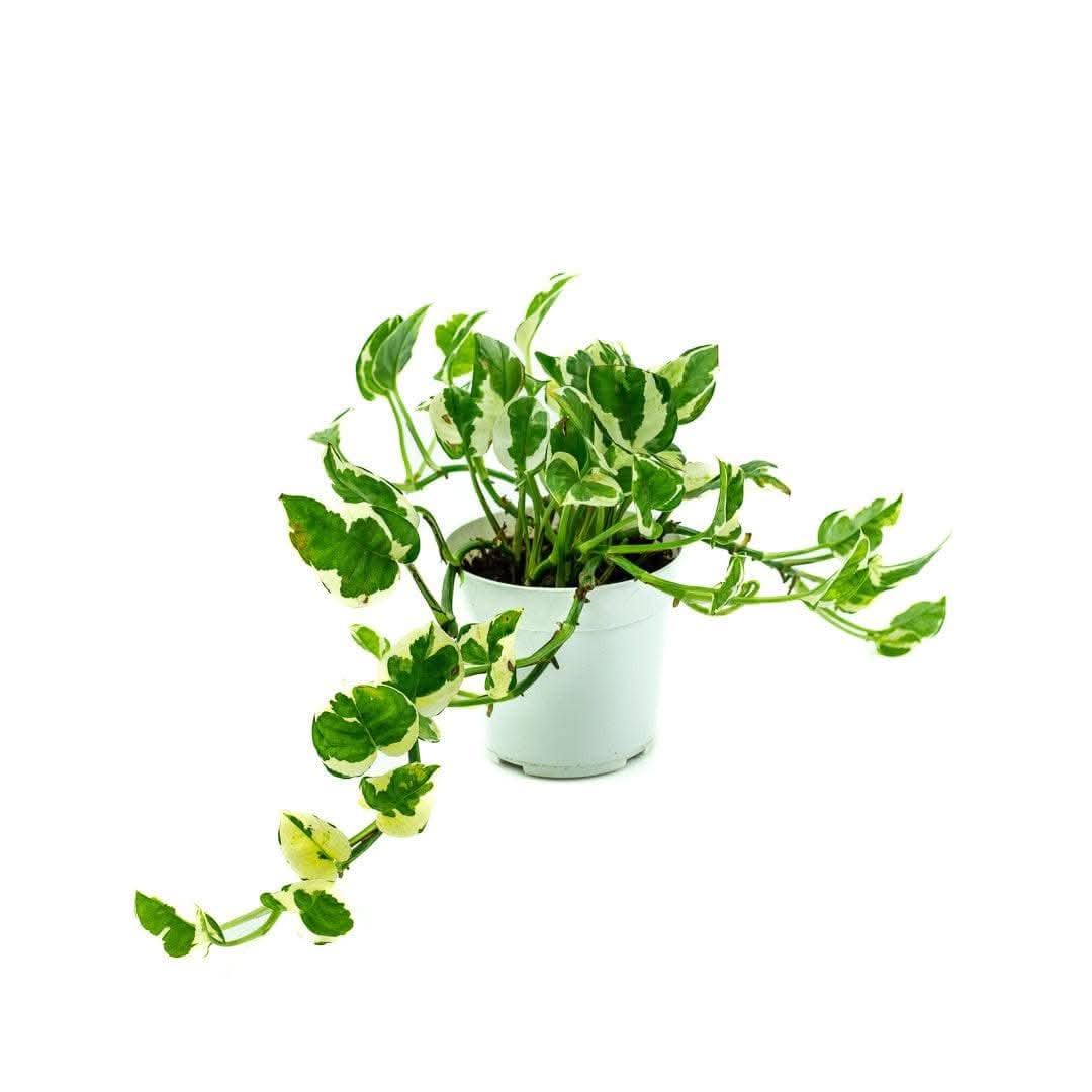 N' Joy Pothos - Green Fresh Florals + Plants