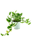 N' Joy Pothos - Green Fresh Florals + Plants