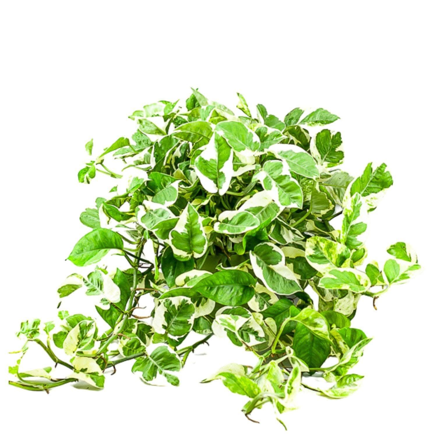 N' Joy Pothos - Green Fresh Florals + Plants