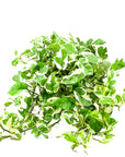 N' Joy Pothos - Green Fresh Florals + Plants