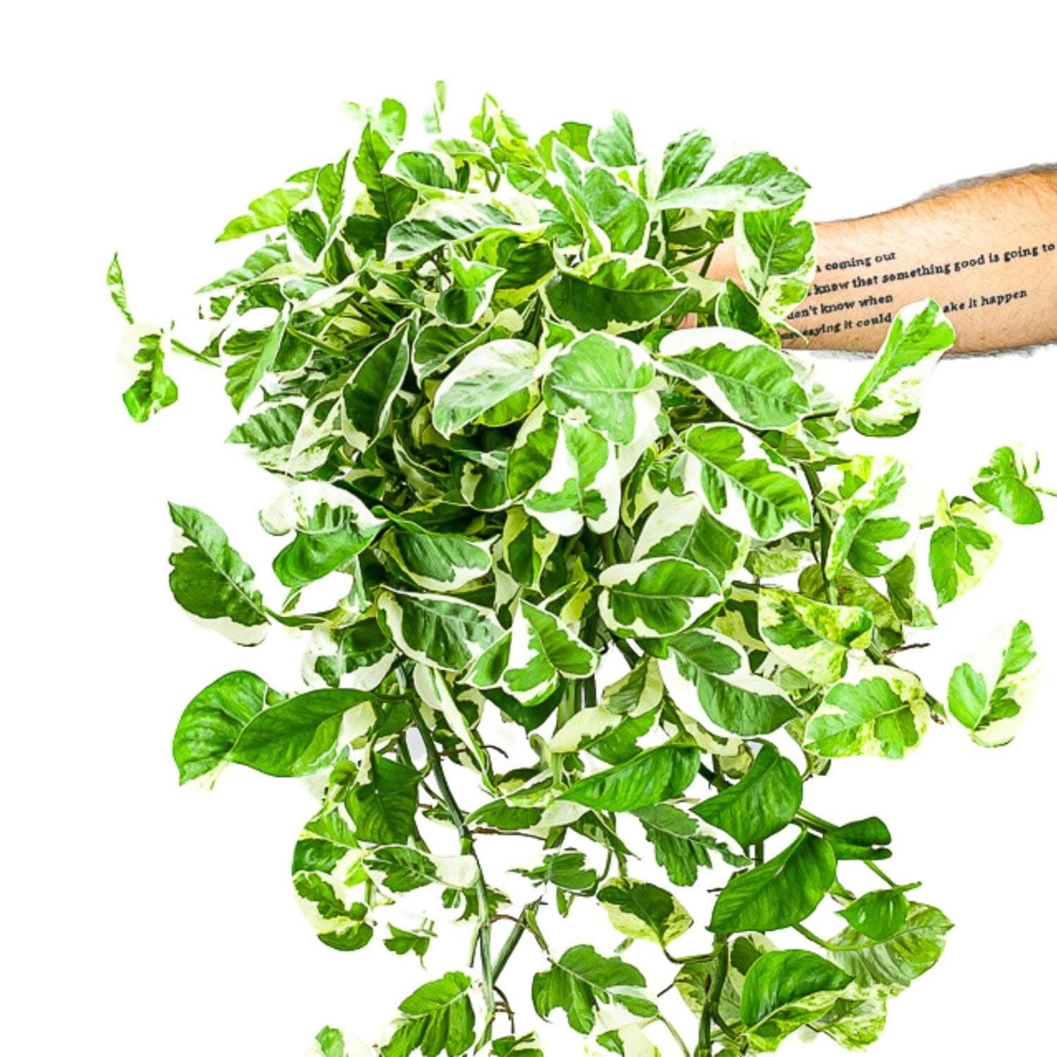 N' Joy Pothos - Green Fresh Florals + Plants