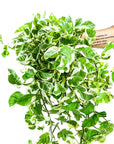 N' Joy Pothos - Green Fresh Florals + Plants