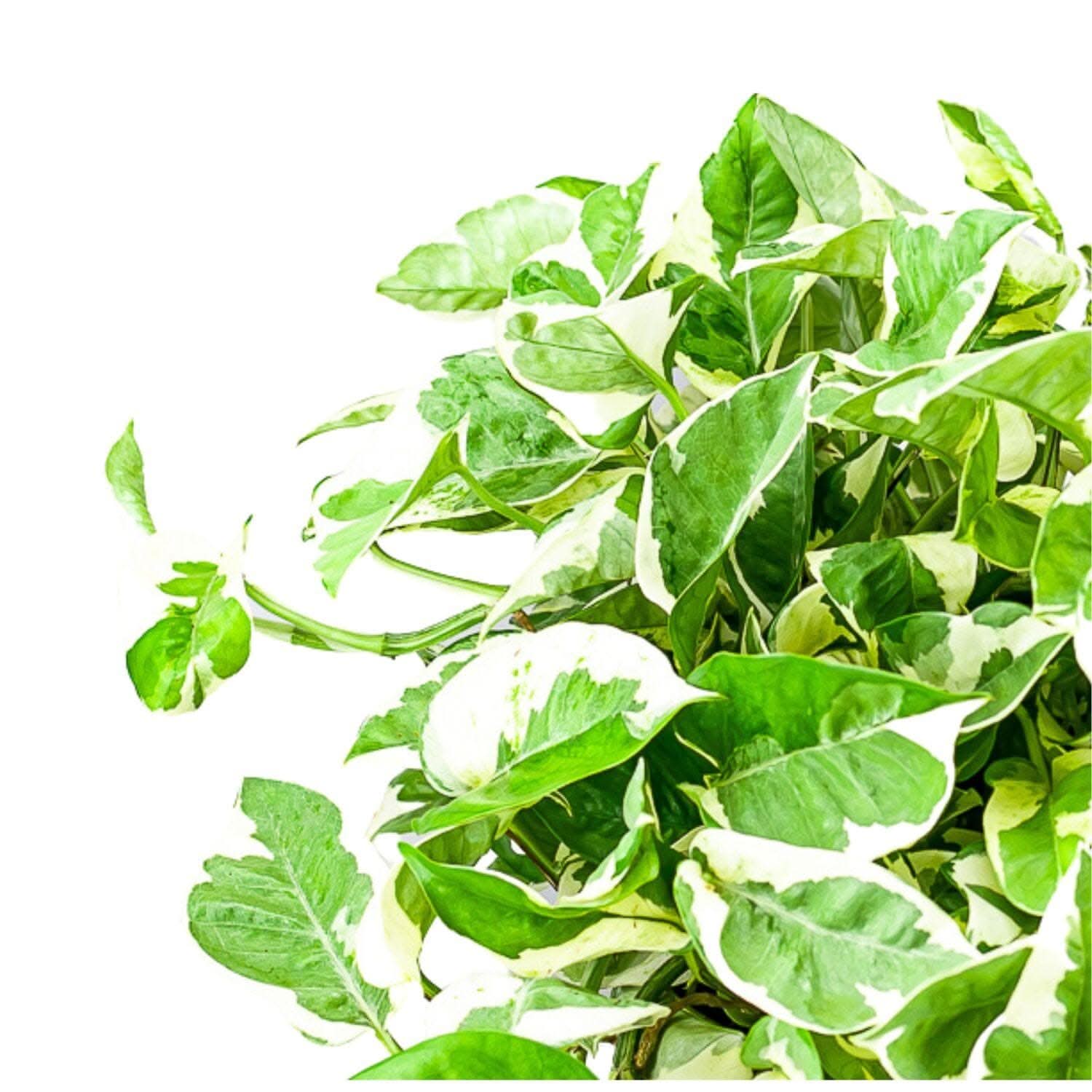 N' Joy Pothos - Green Fresh Florals + Plants