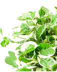N' Joy Pothos - Green Fresh Florals + Plants