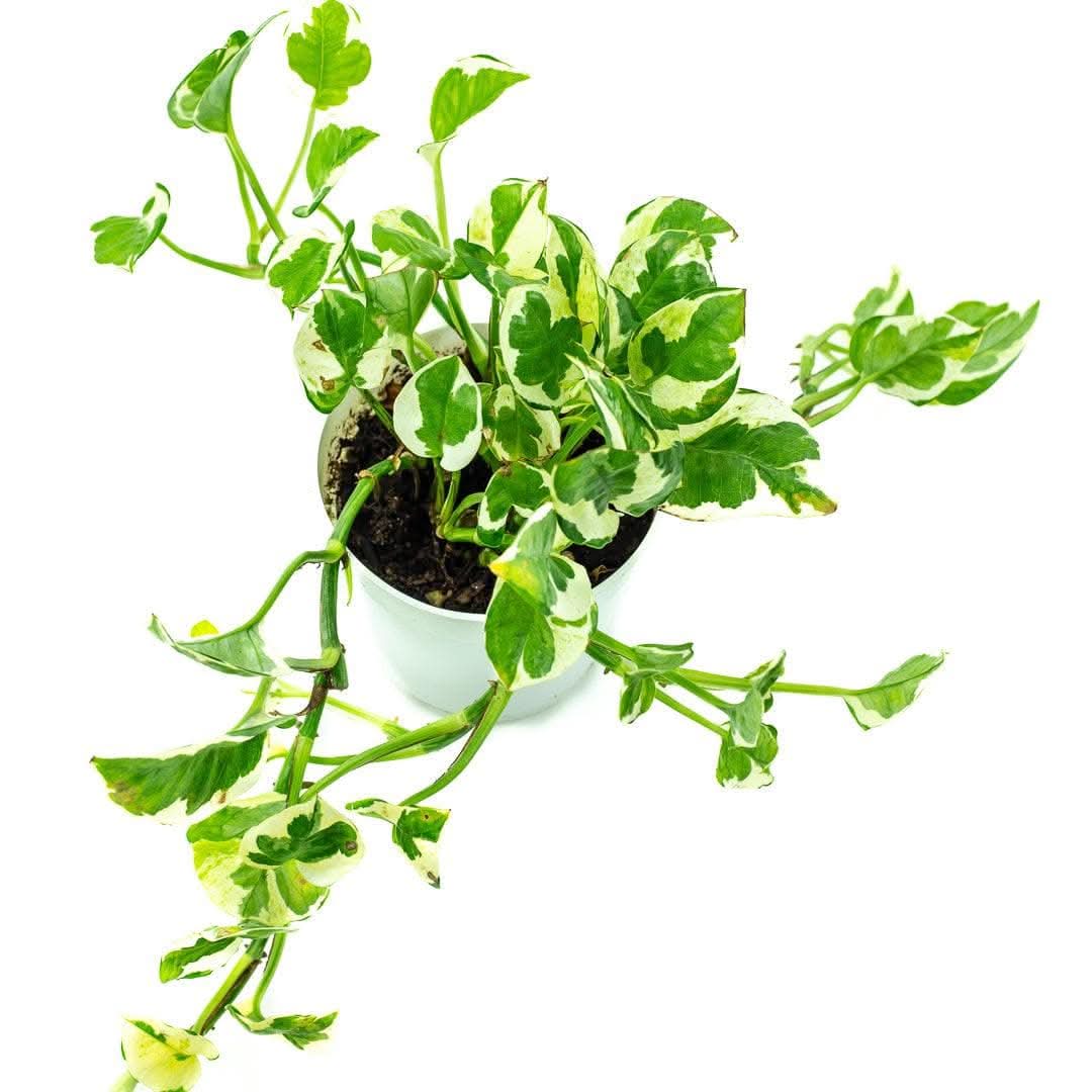 N' Joy Pothos - Green Fresh Florals + Plants