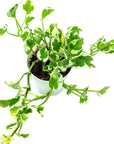 N' Joy Pothos - Green Fresh Florals + Plants