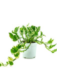 N' Joy Pothos - Green Fresh Florals + Plants