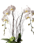 Orchid Dish Garden - Green Fresh Florals + Plants