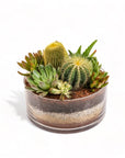 Painted Desert Succulent Planting - Green Fresh Florals + Plants