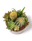 Painted Desert Succulent Planting - Green Fresh Florals + Plants