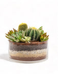 Painted Desert Succulent Planting - Green Fresh Florals + Plants
