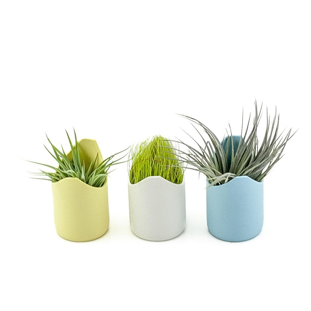 Pastel Air Plant Trio - Green Fresh Florals + Plants