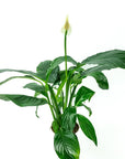 Peace Lily - Green Fresh Florals + Plants