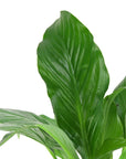 Peace Lily - Green Fresh Florals + Plants