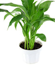 Peace Lily - Green Fresh Florals + Plants