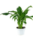 Peace Lily - Green Fresh Florals + Plants