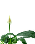 Peace Lily - Green Fresh Florals + Plants