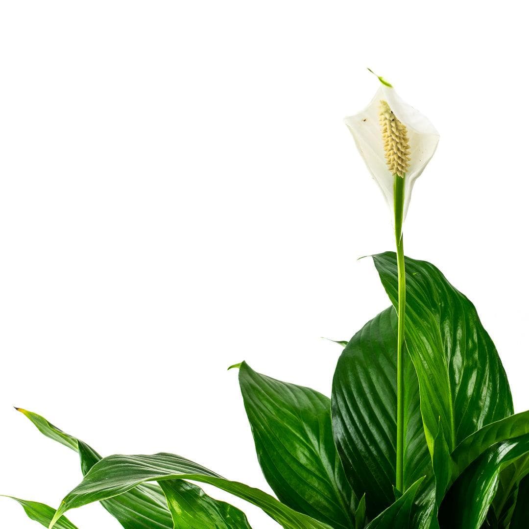 Peace Lily Planting - Green Fresh Florals + Plants