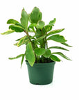 Peperomia Ginny - Green Fresh Florals + Plants