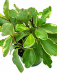 Peperomia Ginny - Green Fresh Florals + Plants