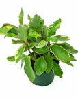 Peperomia Ginny - Green Fresh Florals + Plants