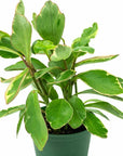 Peperomia Ginny - Green Fresh Florals + Plants