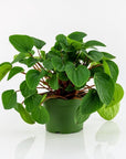 Peperomia Rana Verde - Green Fresh Florals + Plants