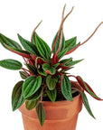 Peperomia Rosso - Green Fresh Florals + Plants