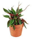 Peperomia Rosso - Green Fresh Florals + Plants