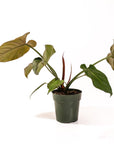 Philodendron Gloriosum - Green Fresh Florals + Plants