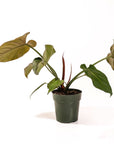 Philodendron Gloriosum - Green Fresh Florals + Plants