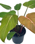 Philodendron Gloriosum - Green Fresh Florals + Plants