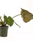 Philodendron Gloriosum - Green Fresh Florals + Plants