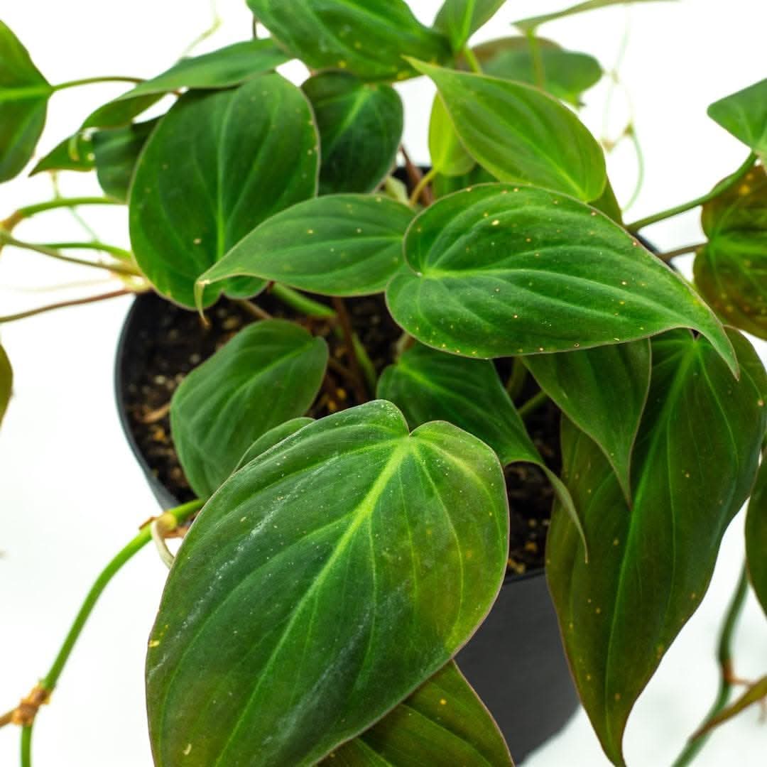 Philodendron Micans - Green Fresh Florals + Plants