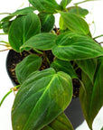 Philodendron Micans - Green Fresh Florals + Plants