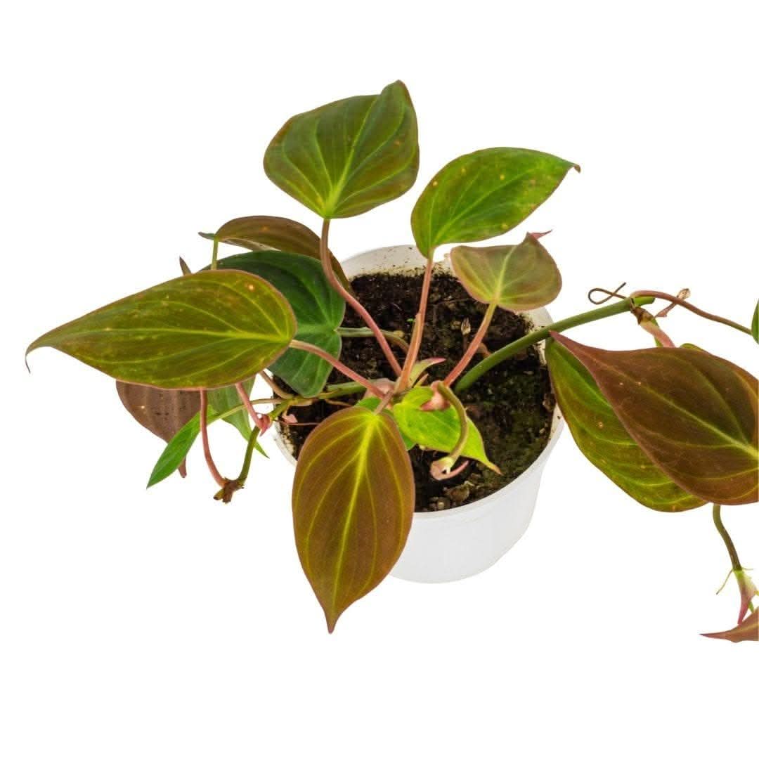 Philodendron Micans - Green Fresh Florals + Plants