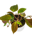 Philodendron Micans - Green Fresh Florals + Plants