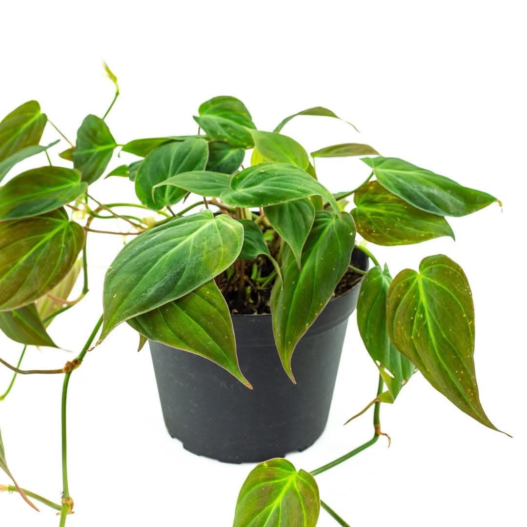 Philodendron Micans - Green Fresh Florals + Plants