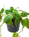 Philodendron Micans - Green Fresh Florals + Plants