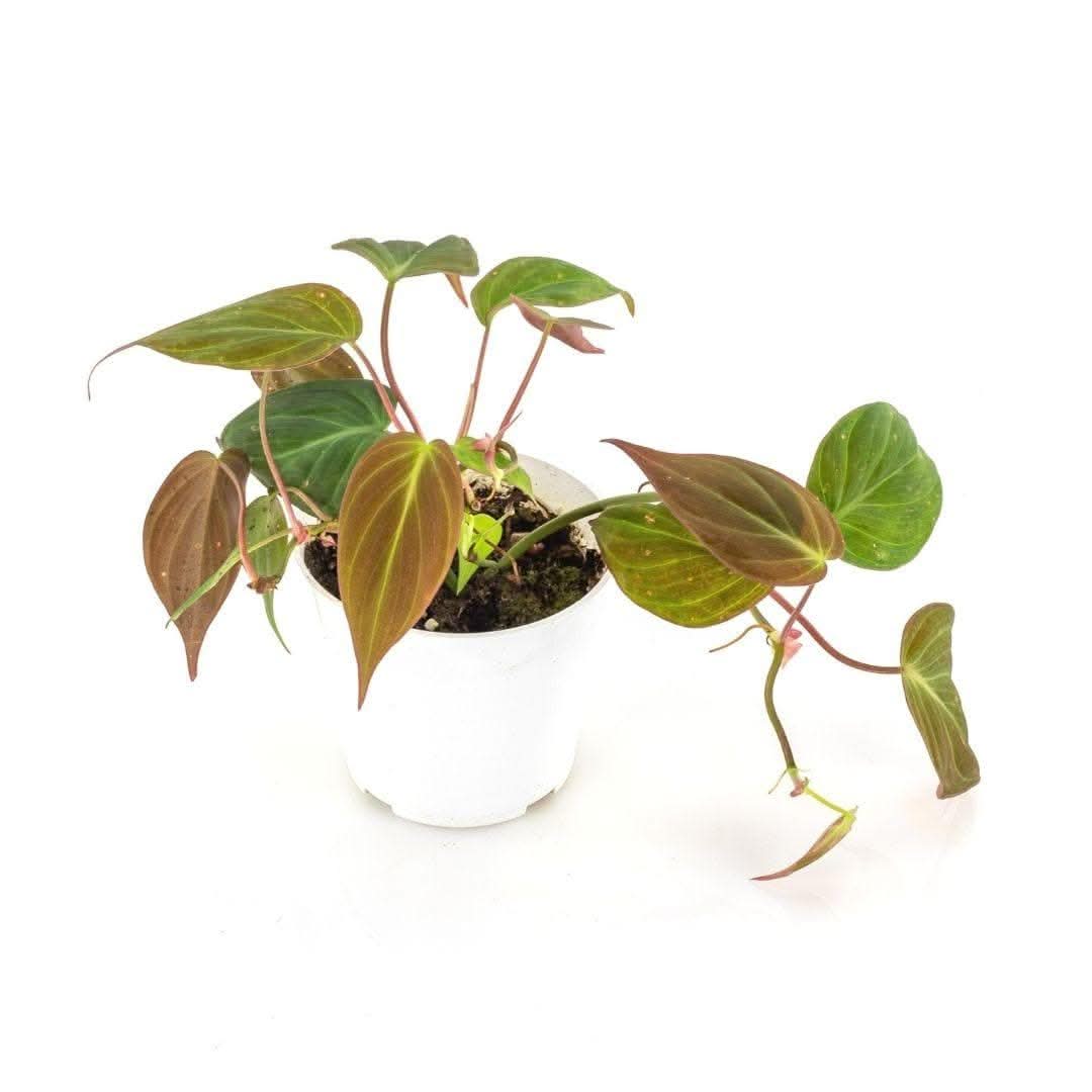 Philodendron Micans - Green Fresh Florals + Plants