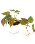 Philodendron Micans - Green Fresh Florals + Plants