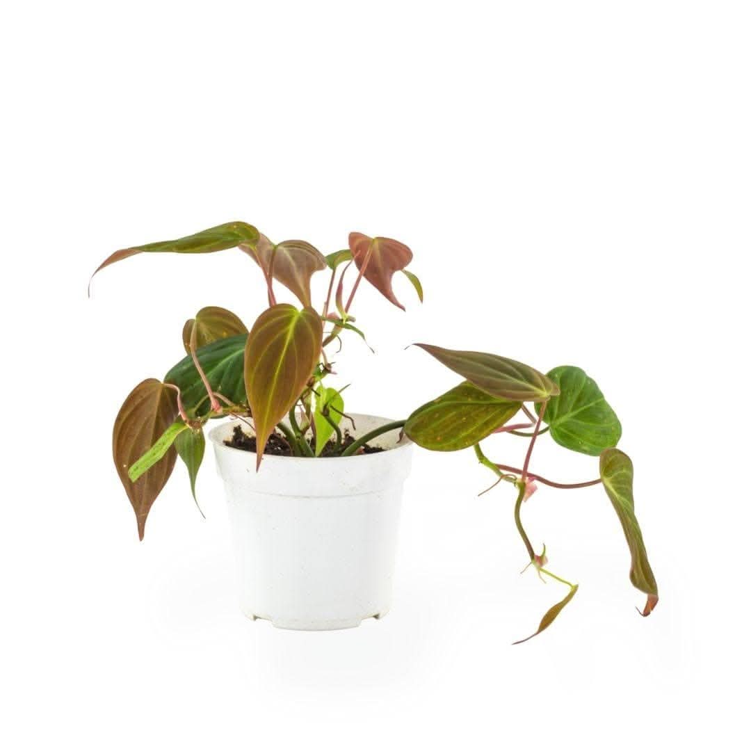 Philodendron Micans - Green Fresh Florals + Plants